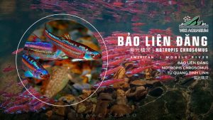Bảo Liên Đăng - Tử quang tinh linh (chữ Hán: 紫光精灵)