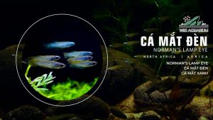 Cá Mắt Đèn – Loài cá thủy sinh huyền bí và độc đáo