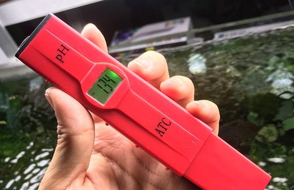 Một số lưu ý khi nuôi Cá Mắt Đèn
