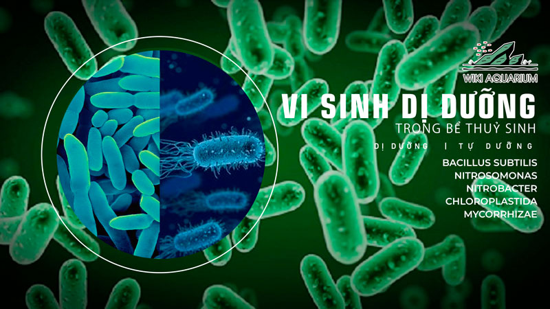 Vi sinh dị dưỡng trong bể thuỷ sinh
