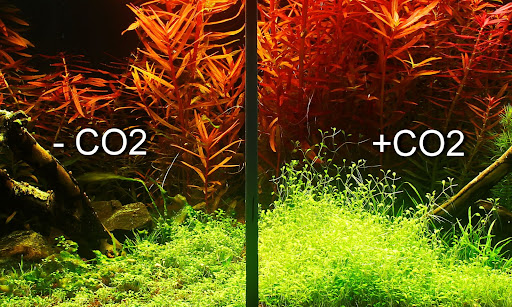Co2 hồ thủy sinh